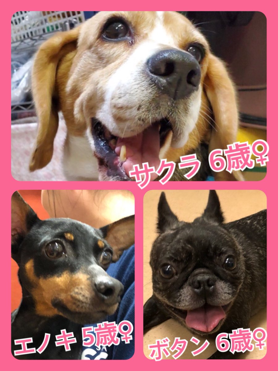🐾今日の里親様募集中ワンコ🐶メンバーです🐾2019,10,28